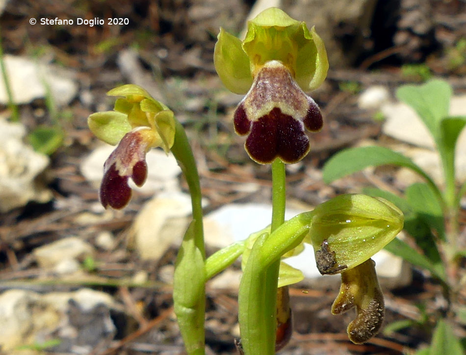 orchidee in Giordania